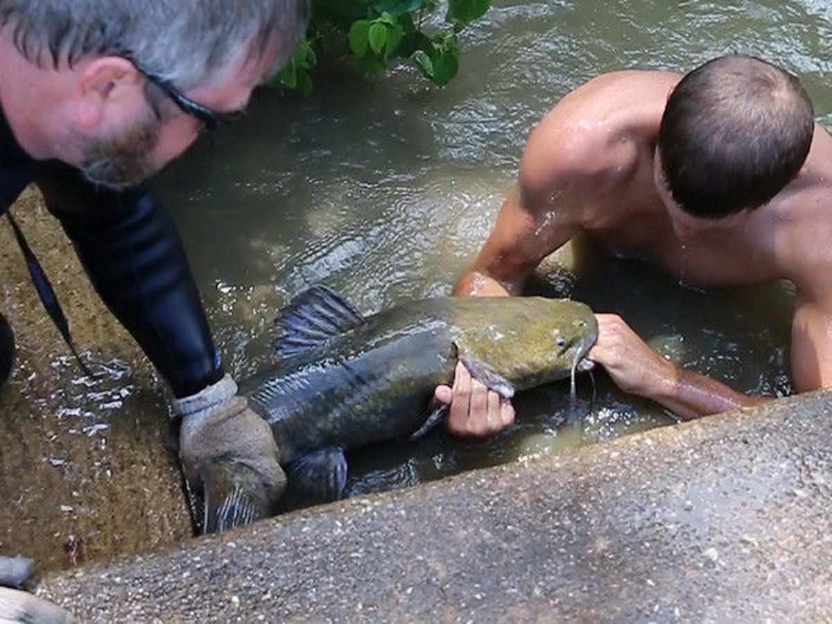Noodle Fishing for Catfish: A Unique Angling Technique